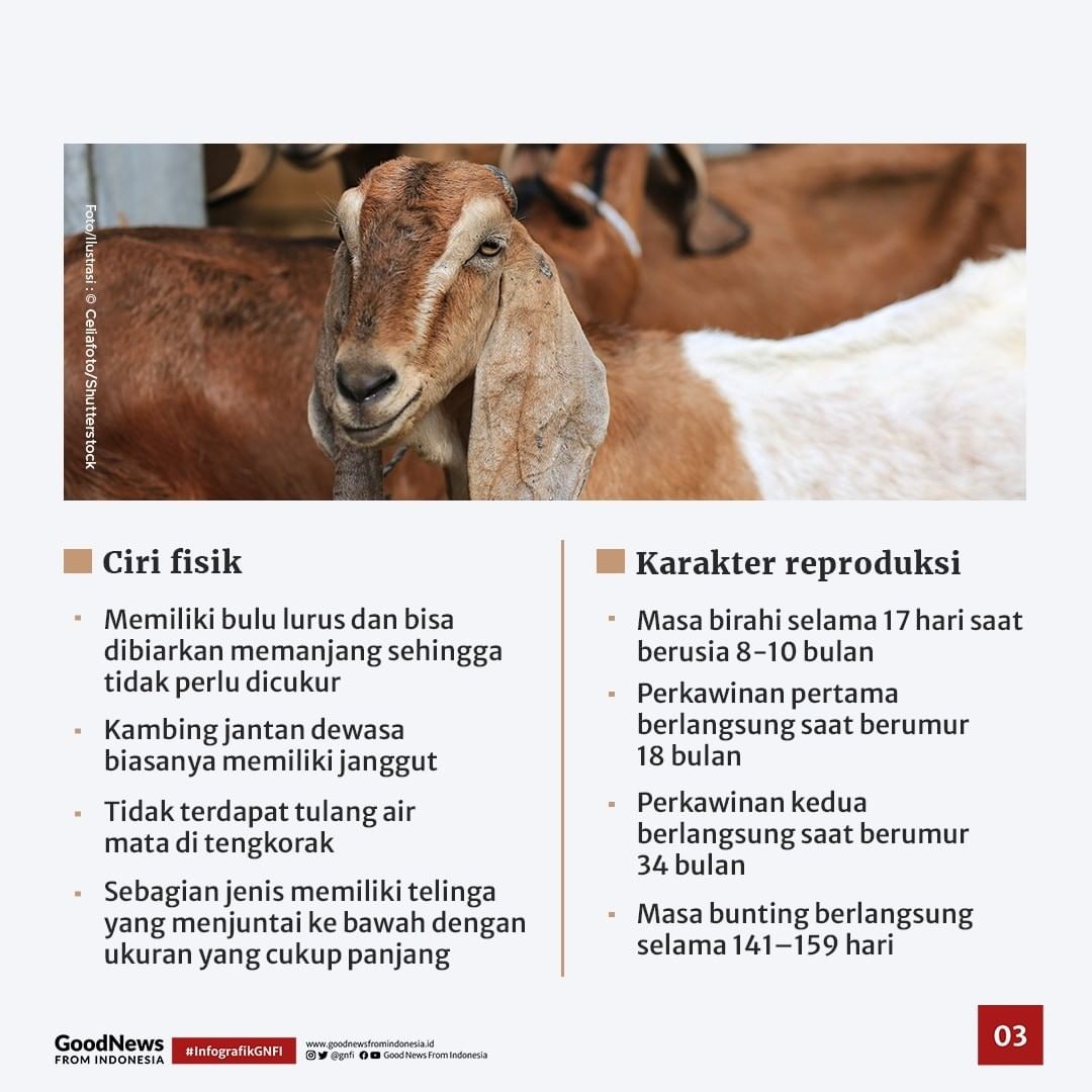Serupa Tapi Tak Sama, Mengenal Perbedaan Kambing dan Domba