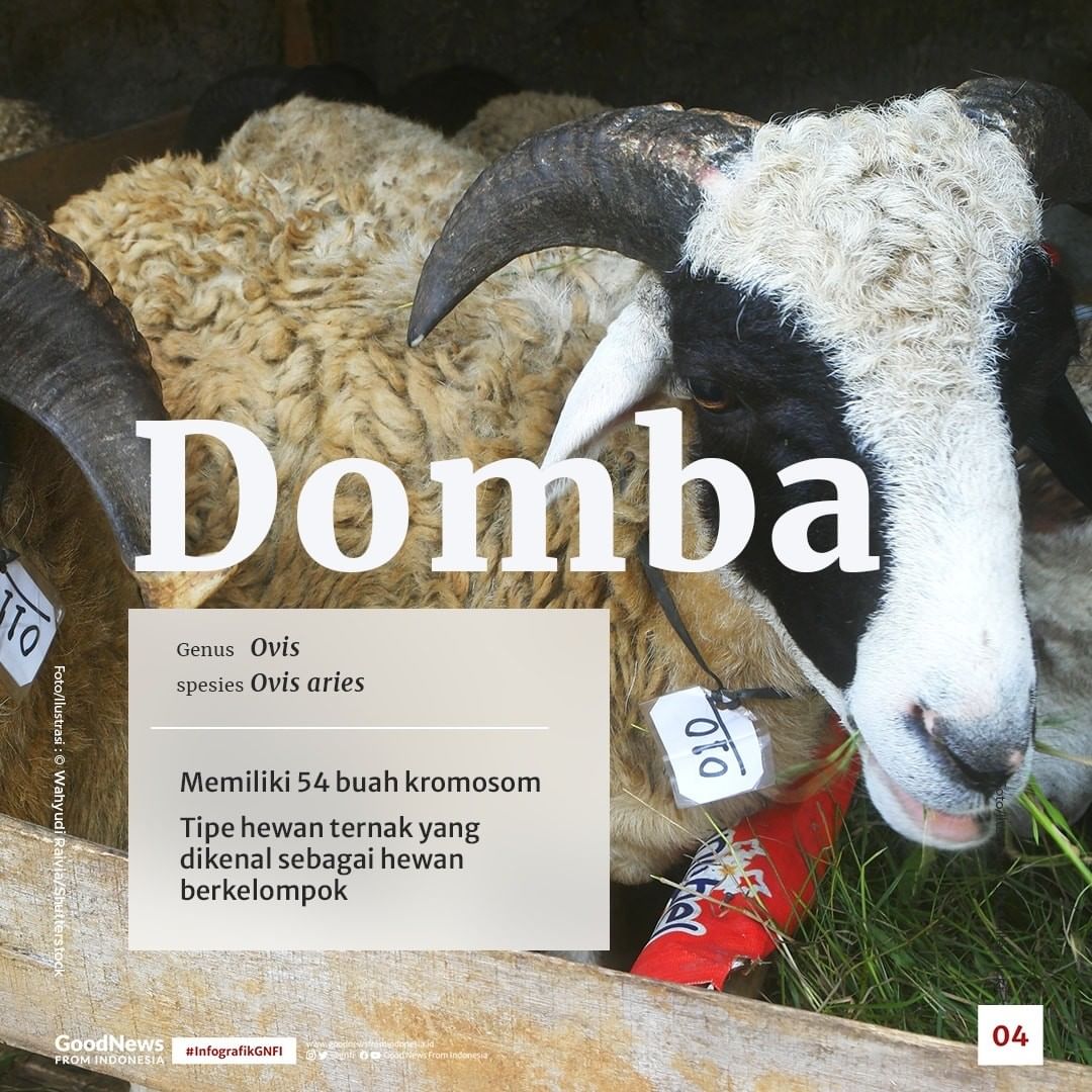 Serupa Tapi Tak Sama, Mengenal Perbedaan Kambing dan Domba
