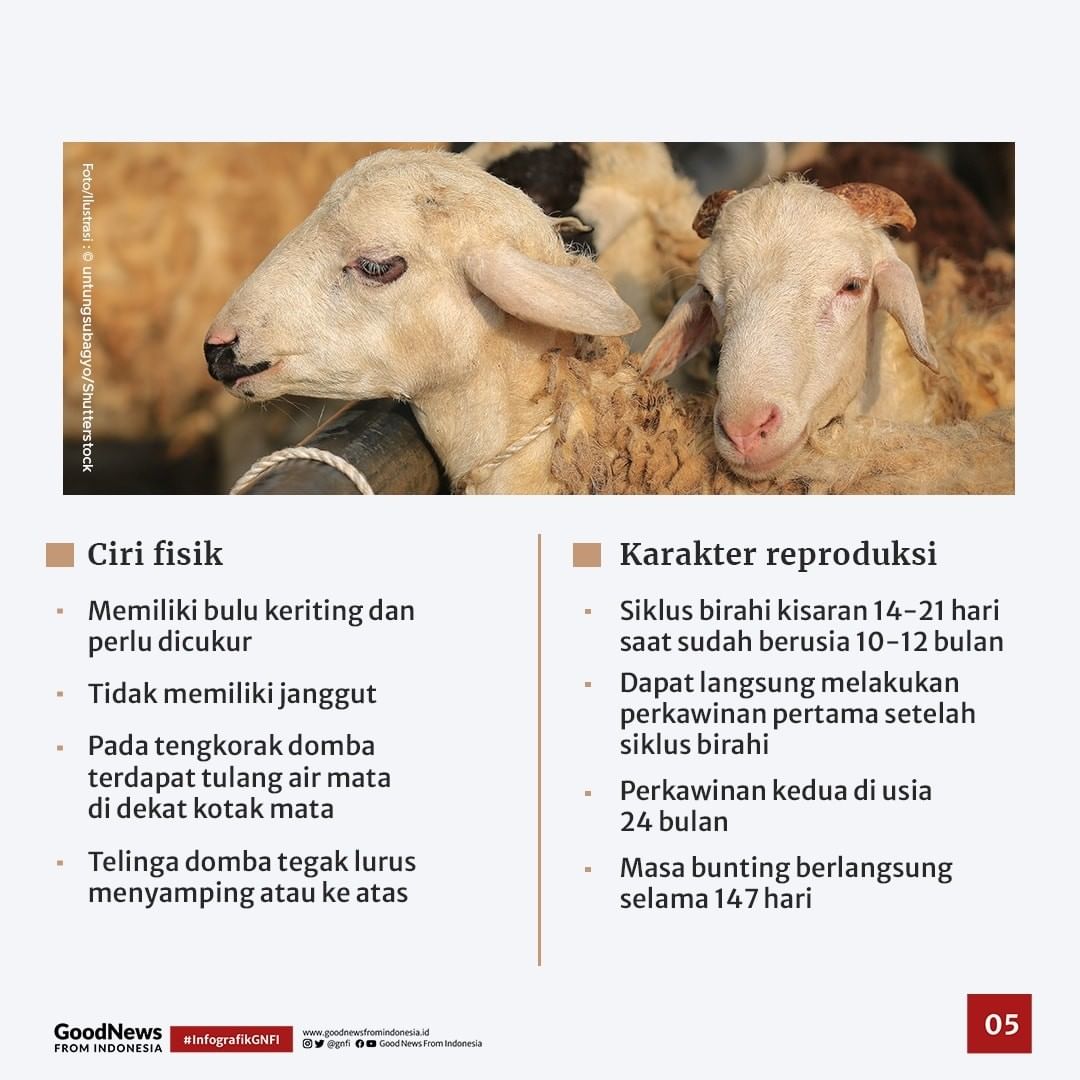 Serupa Tapi Tak Sama, Mengenal Perbedaan Kambing dan Domba
