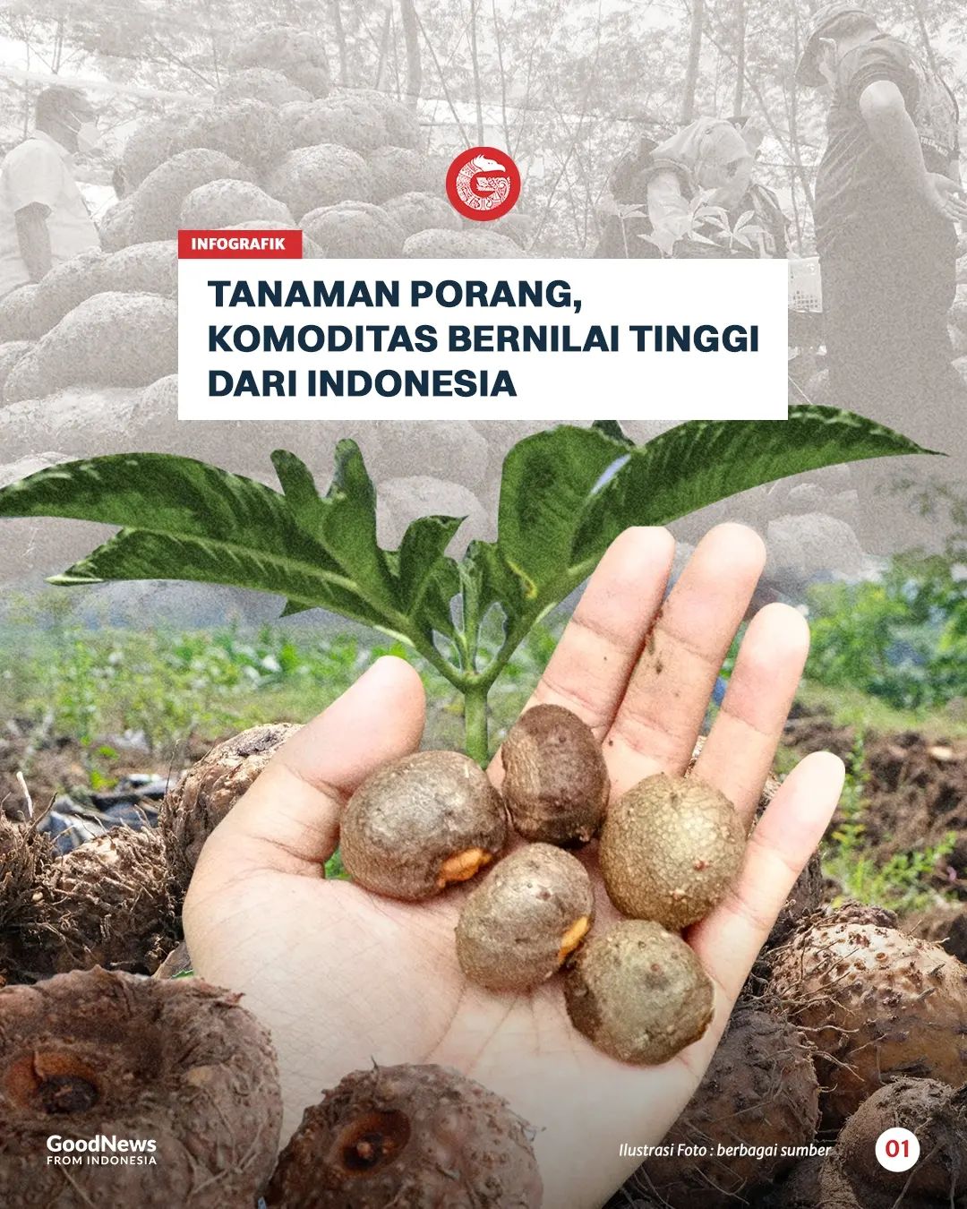 Tanaman Porang, Komoditas Bernilai Tinggi dari Indonesia