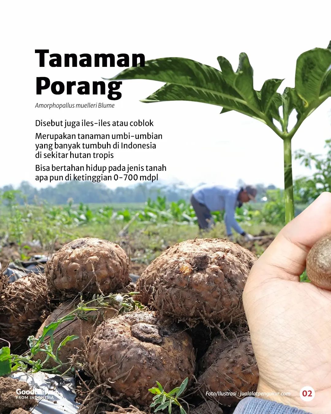 Tanaman Porang, Komoditas Bernilai Tinggi dari Indonesia