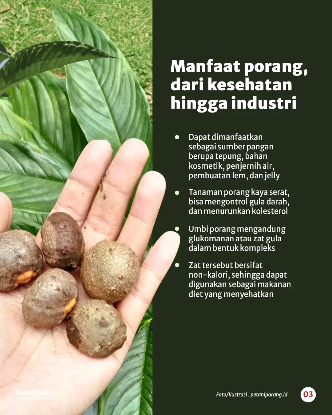 Tanaman Porang, Komoditas Bernilai Tinggi dari Indonesia