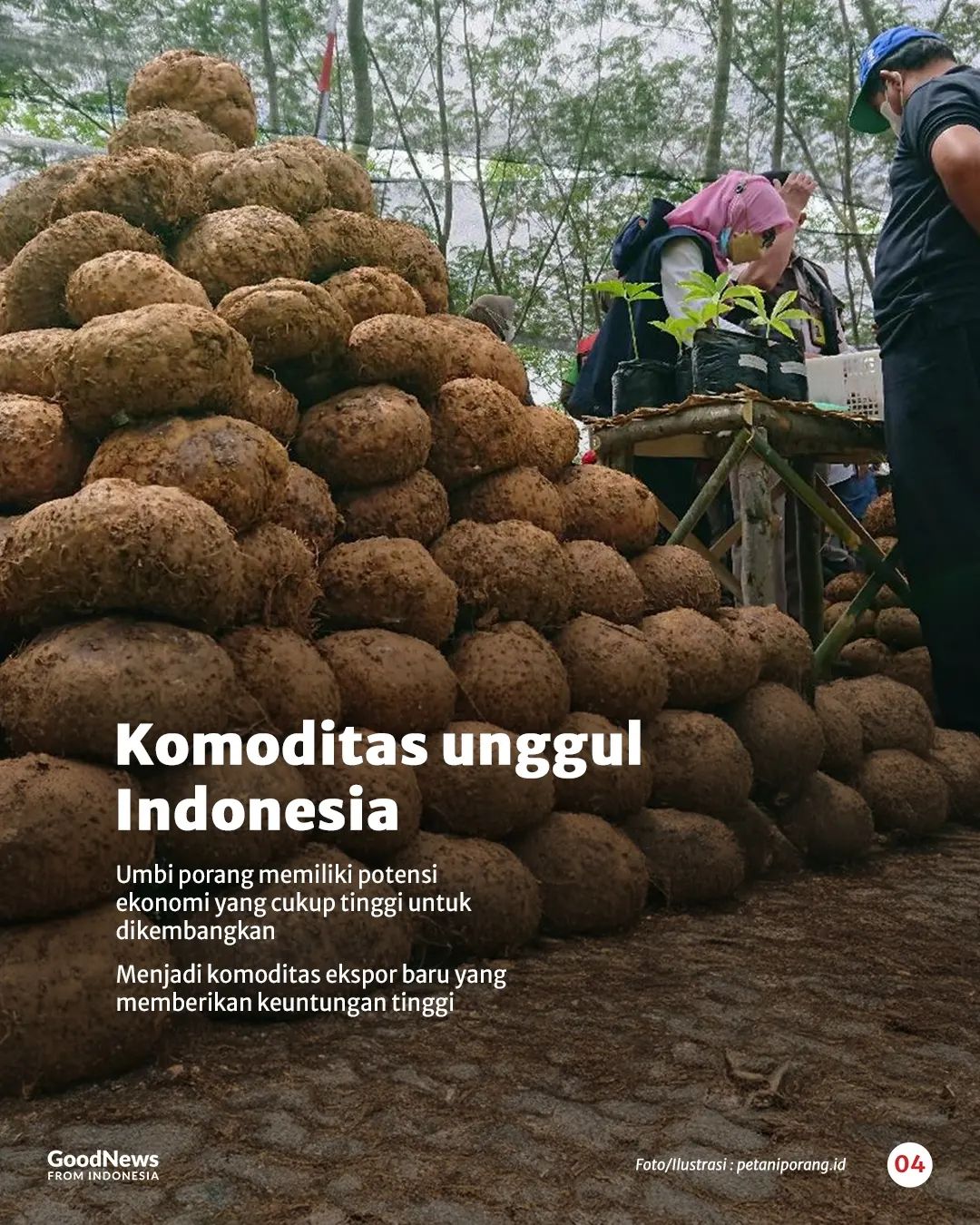 Tanaman Porang, Komoditas Bernilai Tinggi dari Indonesia