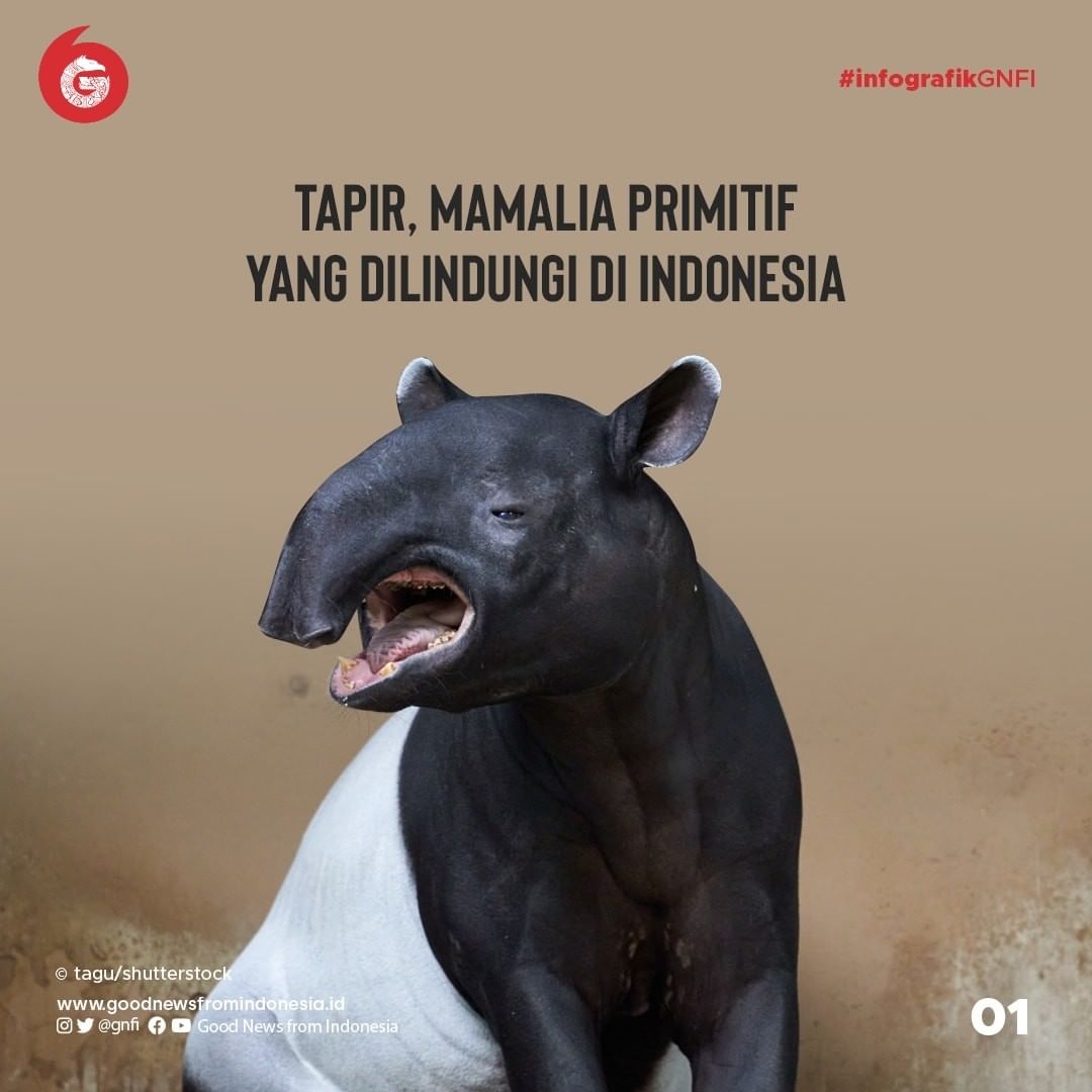 Tapir, Mamalia Primitif yang Dilindungi di Indonesia