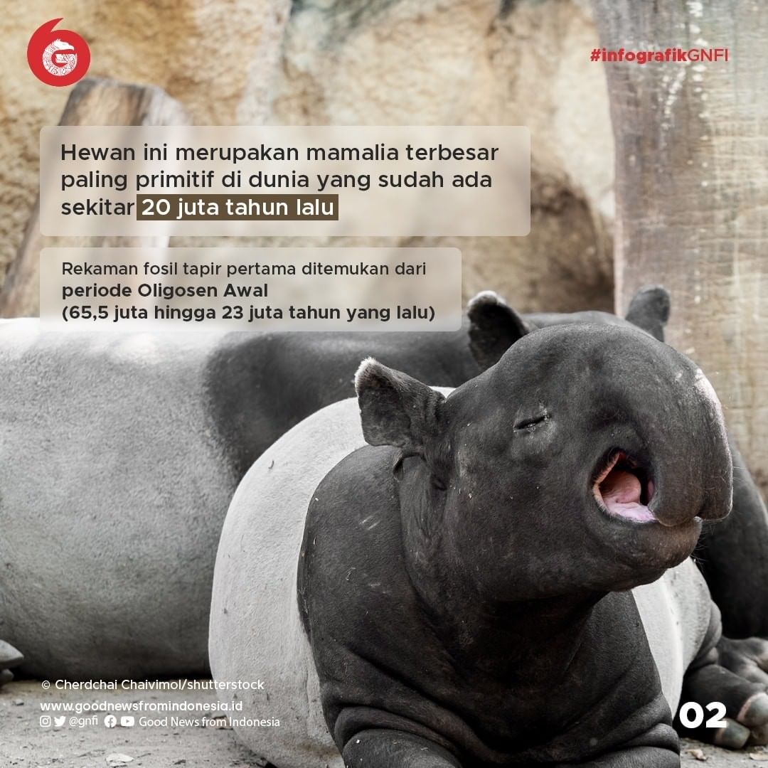 Tapir, Mamalia Primitif yang Dilindungi di Indonesia