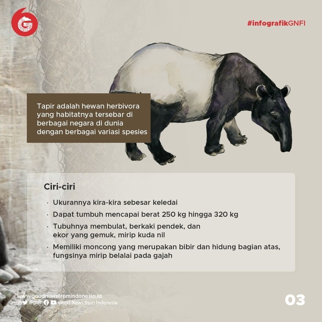 Tapir, Mamalia Primitif yang Dilindungi di Indonesia