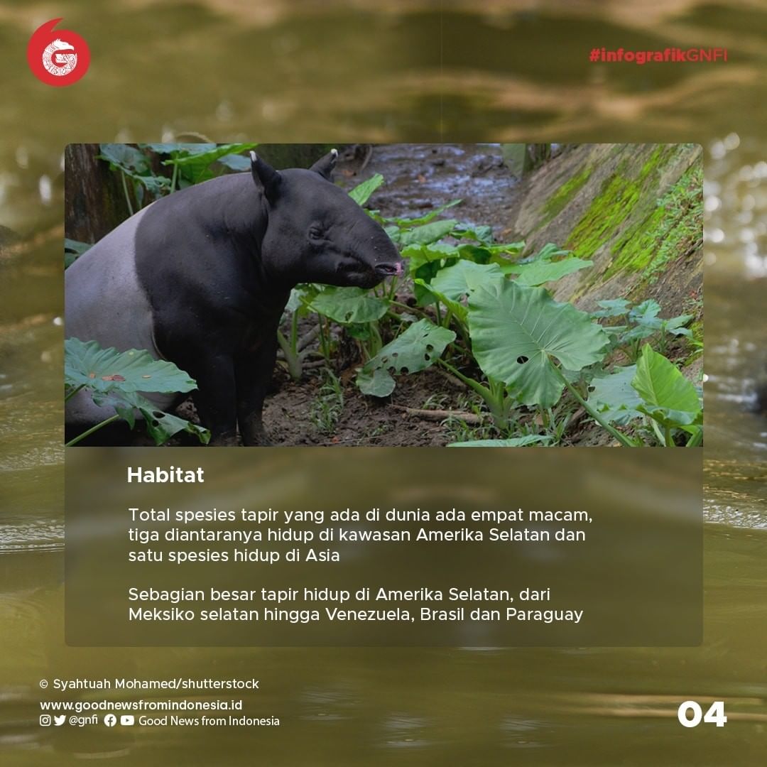 Tapir, Mamalia Primitif yang Dilindungi di Indonesia