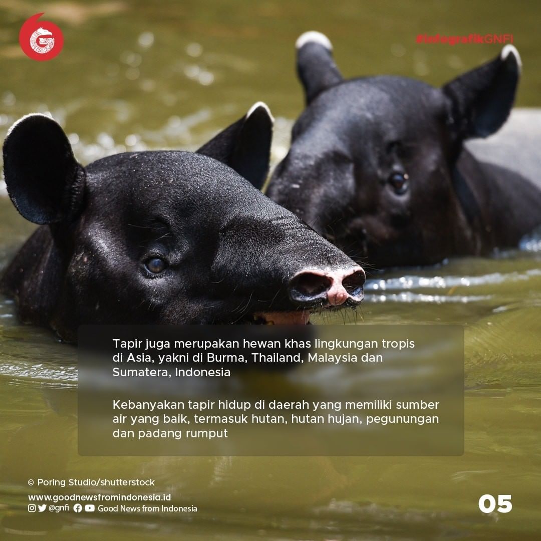 Tapir, Mamalia Primitif yang Dilindungi di Indonesia