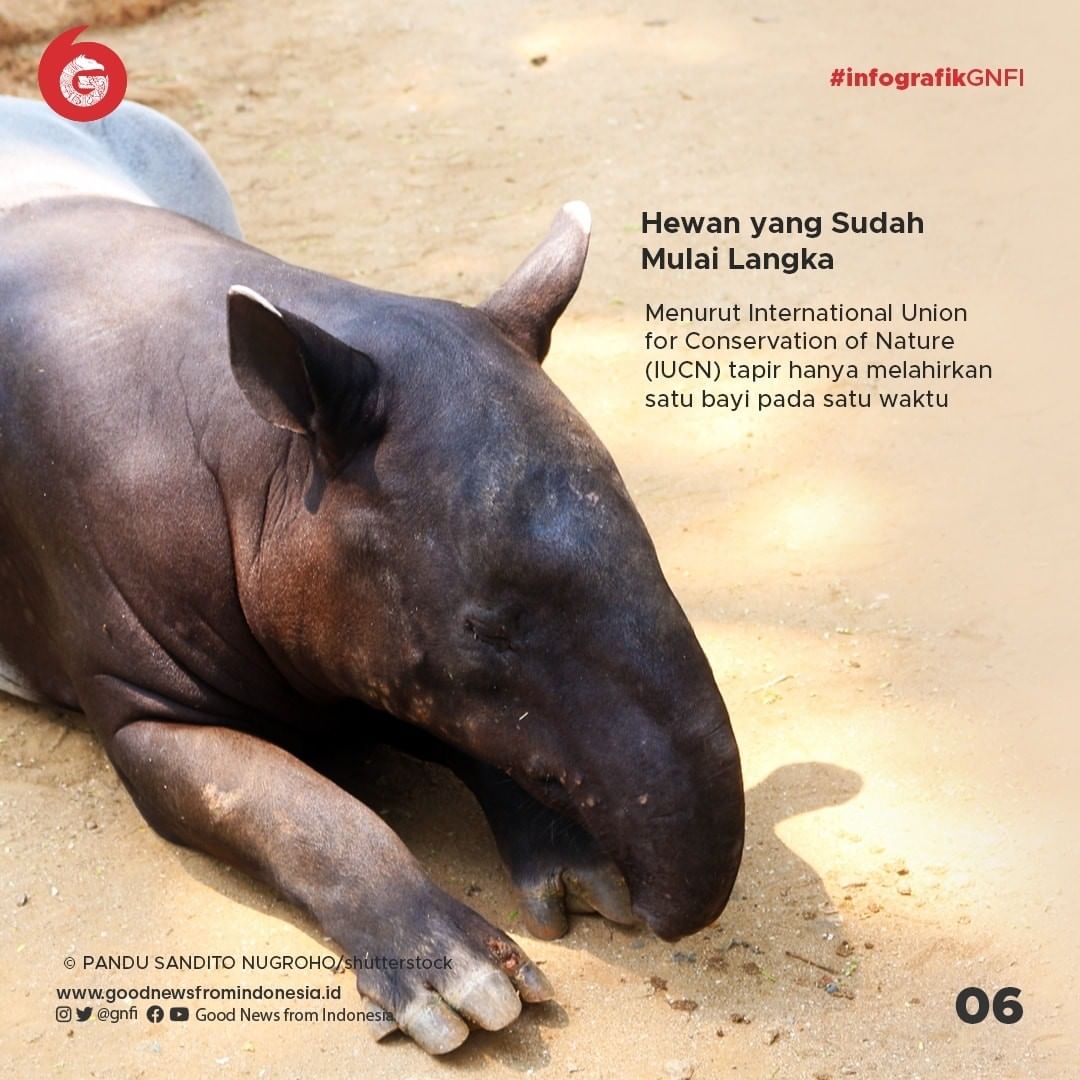 Tapir, Mamalia Primitif yang Dilindungi di Indonesia