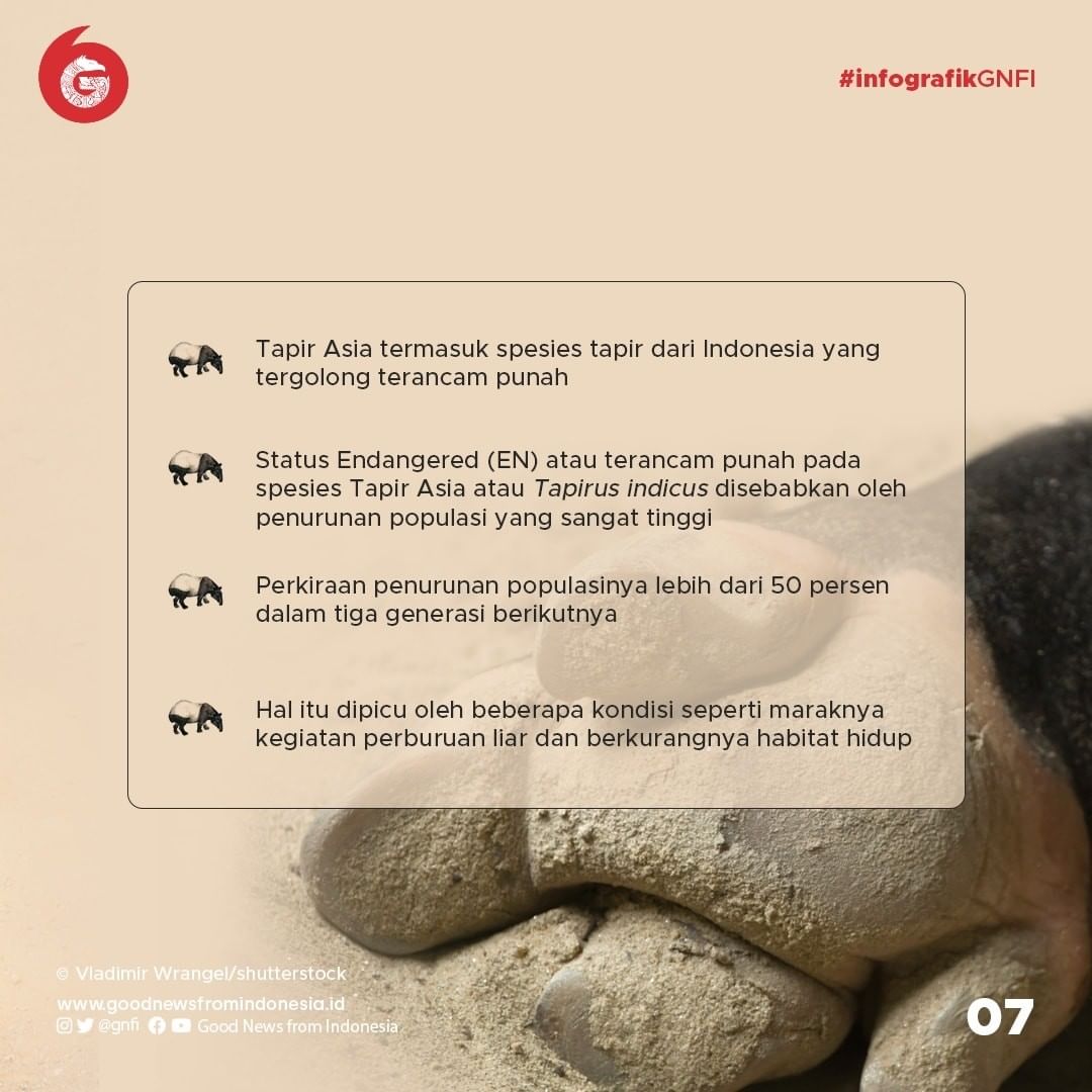 Tapir, Mamalia Primitif yang Dilindungi di Indonesia