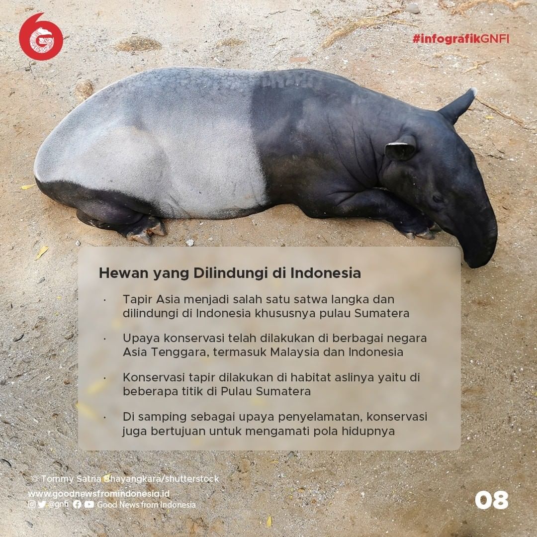 Tapir, Mamalia Primitif yang Dilindungi di Indonesia