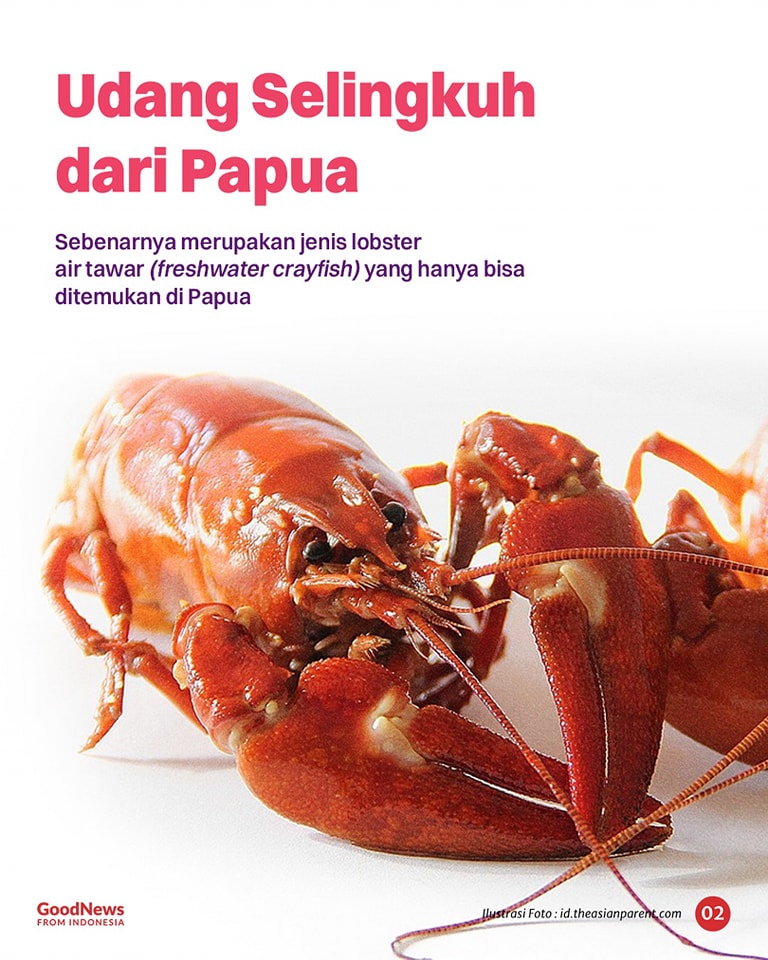 Udang Selingkuh, Lobster Unik Nan Lezat dari Perairan Papua