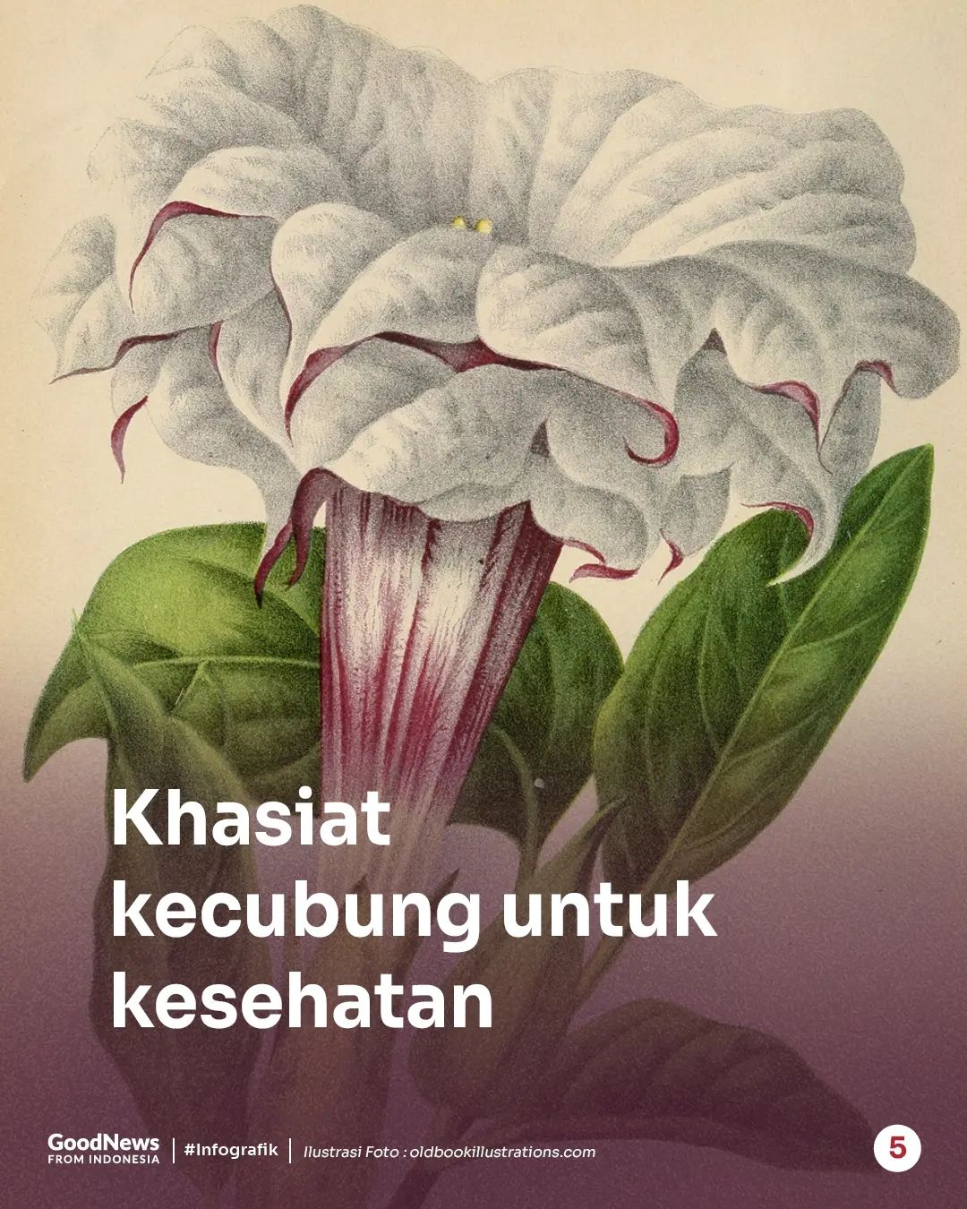 Kecubung, Tanaman Berbunga Terompet yang Menyebabkan Halusinasi