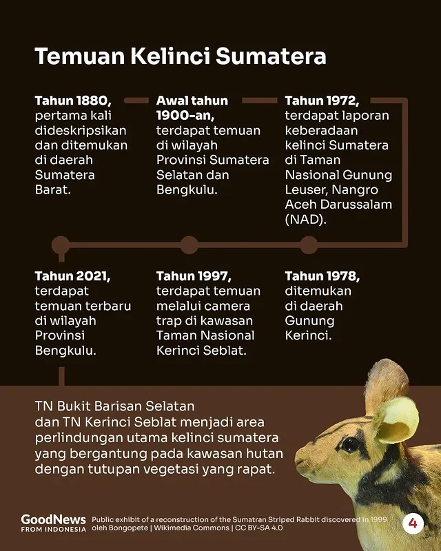 Kelinci Sumatra, Satwa Endemik Indonesia yang Dilindungi
