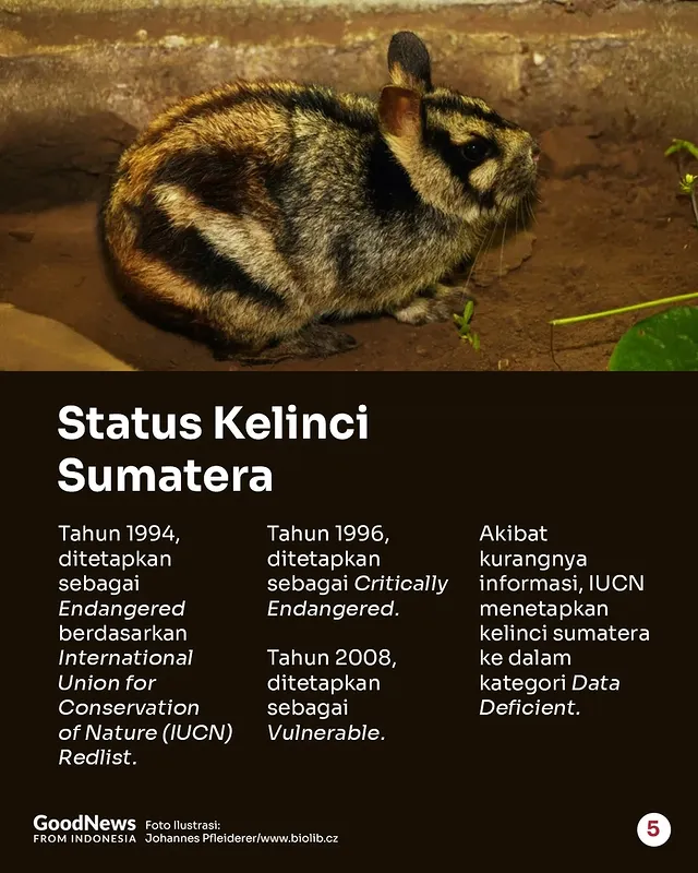 Kelinci Sumatra, Satwa Endemik Indonesia yang Dilindungi