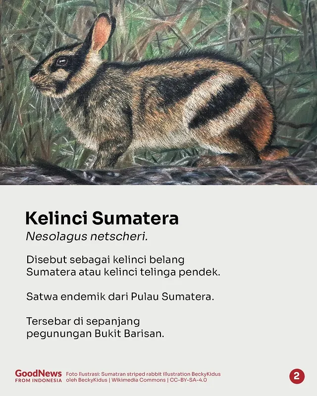 Kelinci Sumatra, Satwa Endemik Indonesia yang Dilindungi