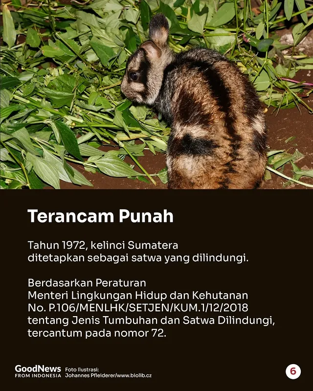 Kelinci Sumatra, Satwa Endemik Indonesia yang Dilindungi