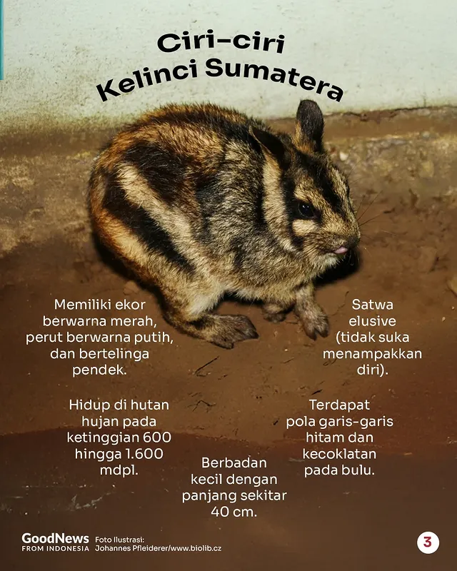 Kelinci Sumatra, Satwa Endemik Indonesia yang Dilindungi