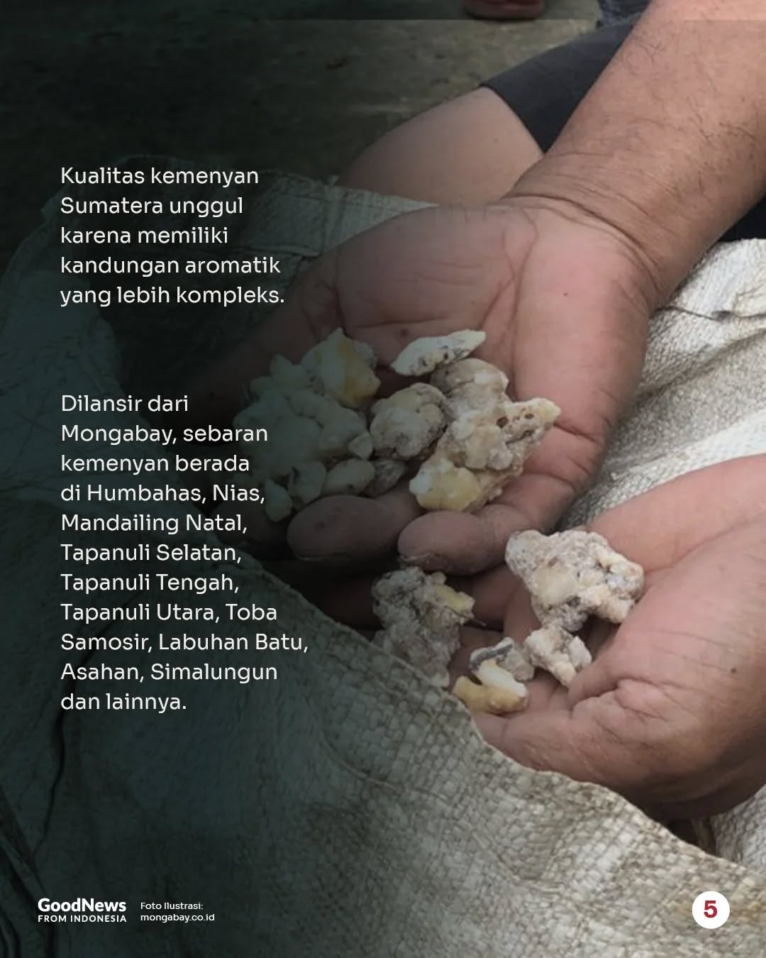Kemenyan, Getah Tanaman yang Disebut Wapres Gibran Jadi Bahan Baku Parfum Mewah
