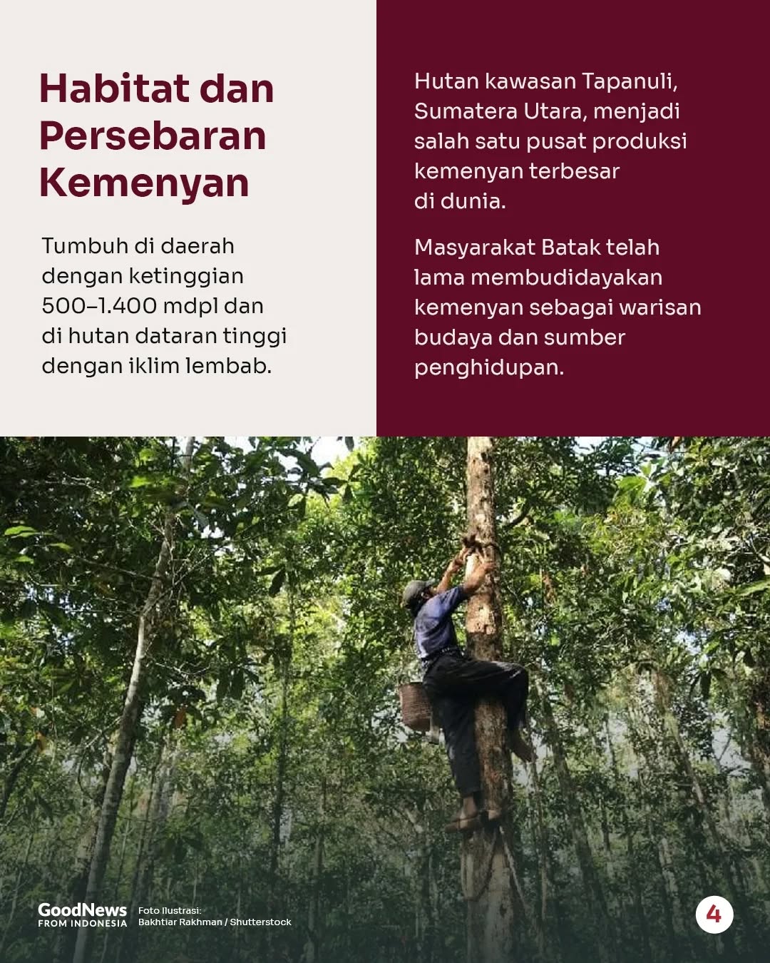 Kemenyan, Getah Tanaman yang Disebut Wapres Gibran Jadi Bahan Baku Parfum Mewah