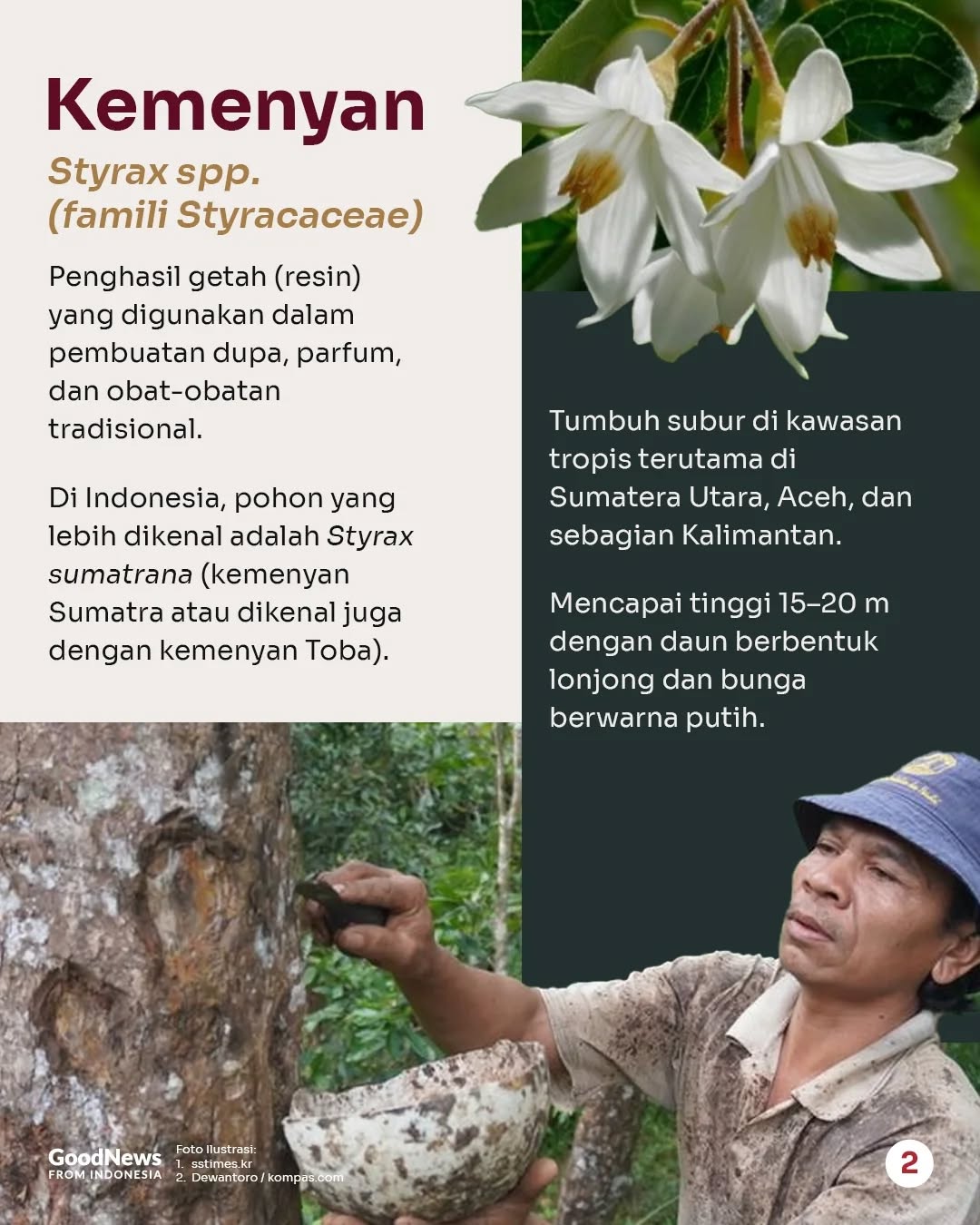 Kemenyan, Getah Tanaman yang Disebut Wapres Gibran Jadi Bahan Baku Parfum Mewah