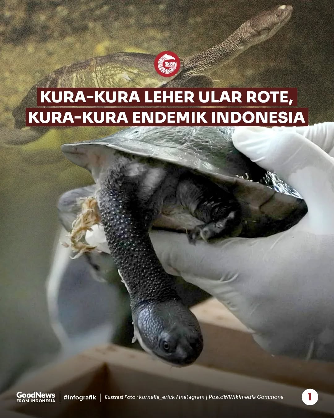Kura-kura Leher Ular Rote, Hewan Endemik Indonesia yang Berwujud Unik