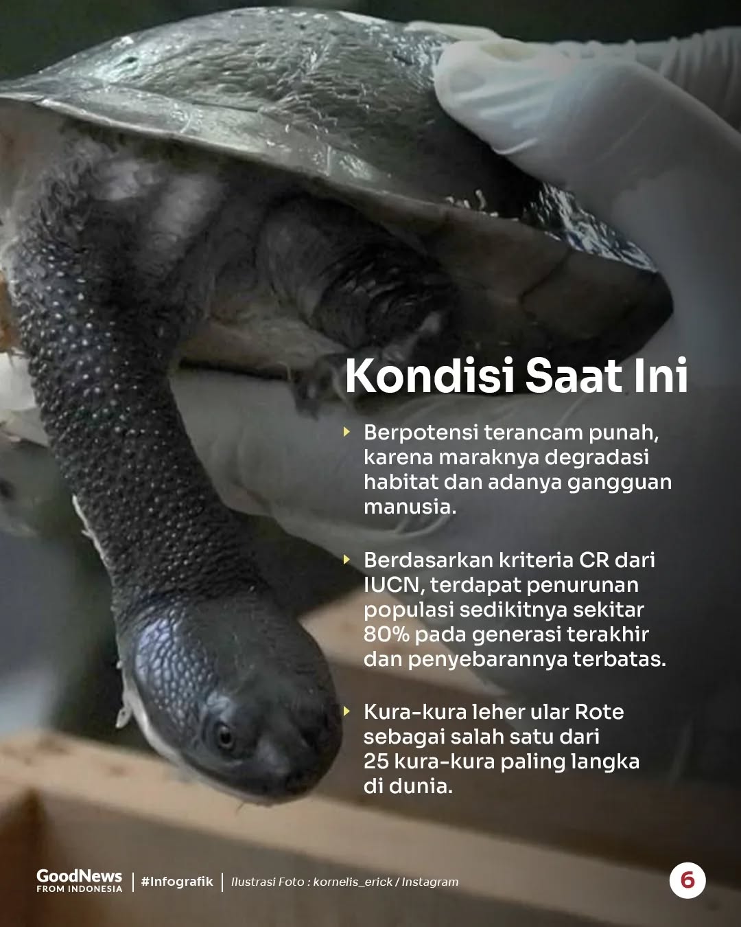 Kura-kura Leher Ular Rote, Hewan Endemik Indonesia yang Berwujud Unik