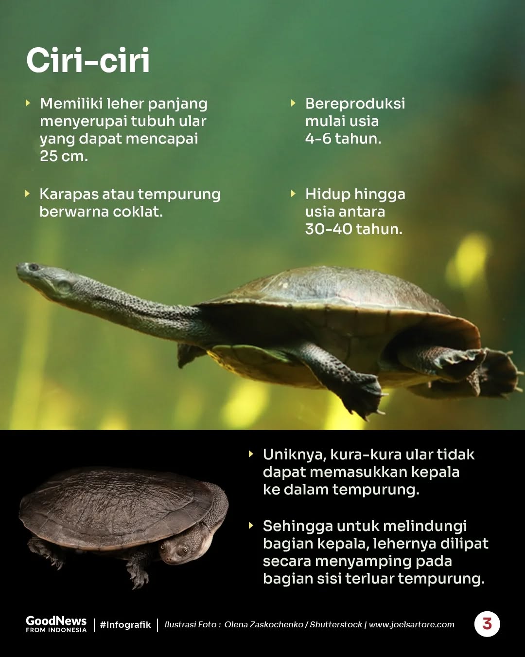 Kura-kura Leher Ular Rote, Hewan Endemik Indonesia yang Berwujud Unik