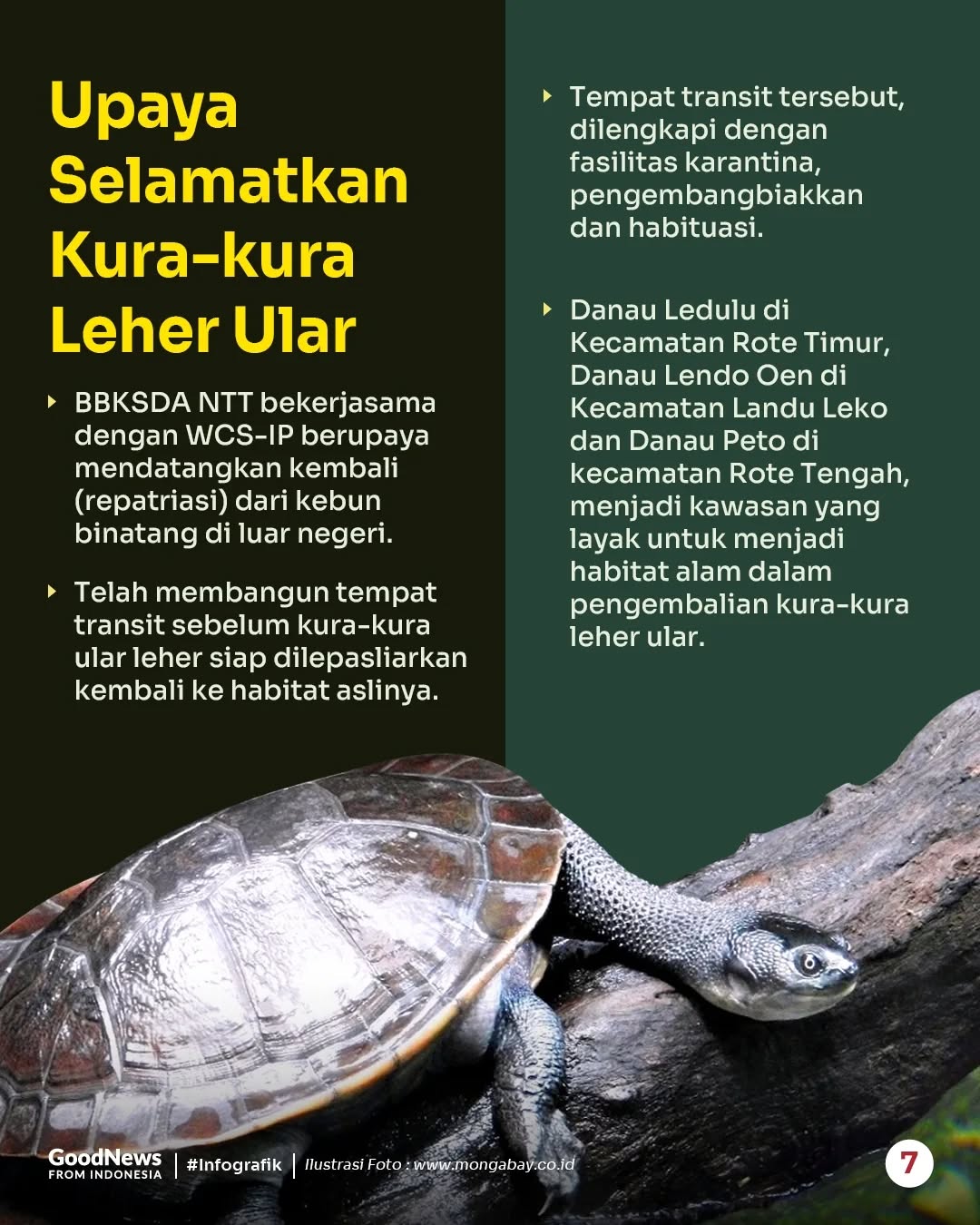 Kura-kura Leher Ular Rote, Hewan Endemik Indonesia yang Berwujud Unik
