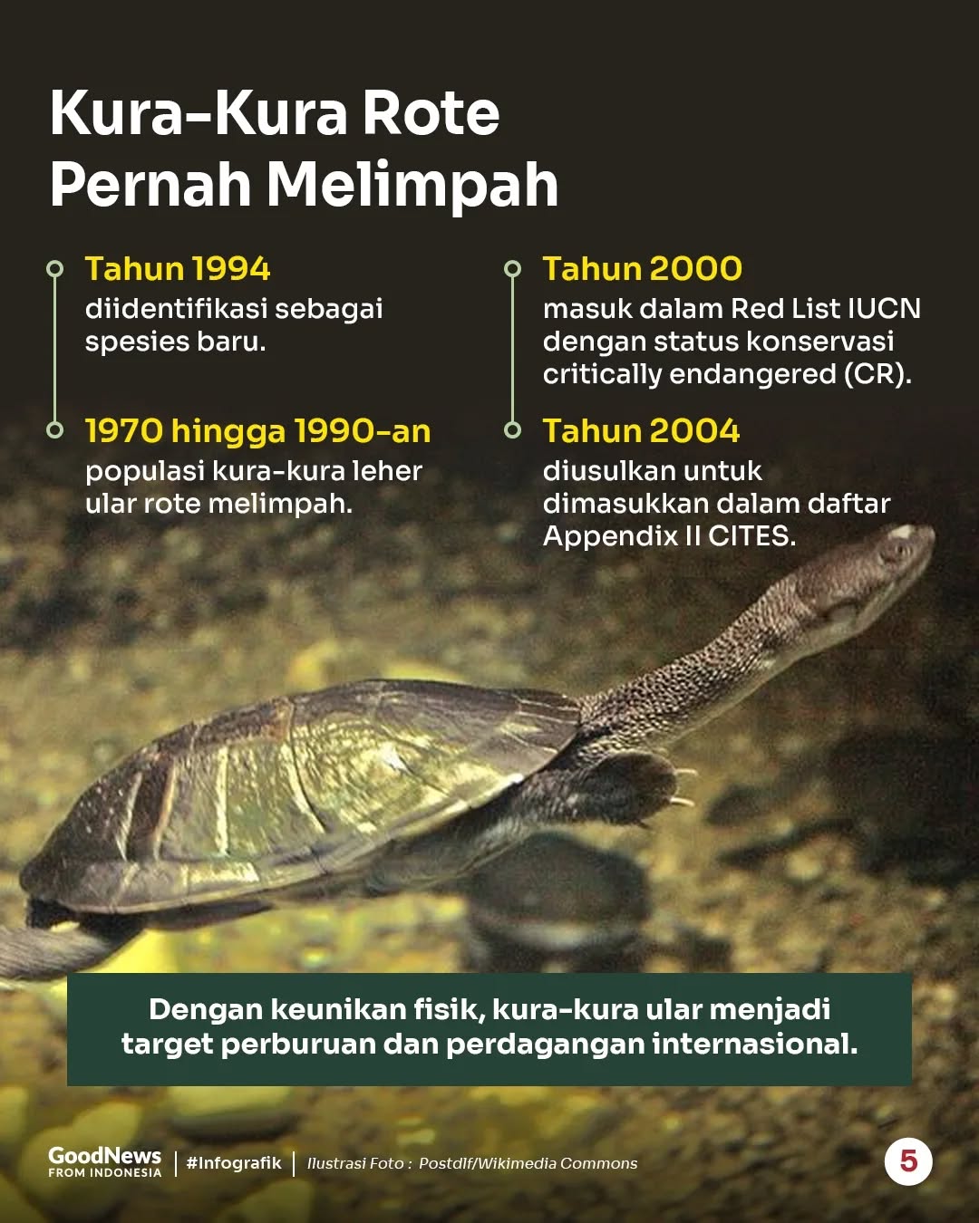 Kura-kura Leher Ular Rote, Hewan Endemik Indonesia yang Berwujud Unik