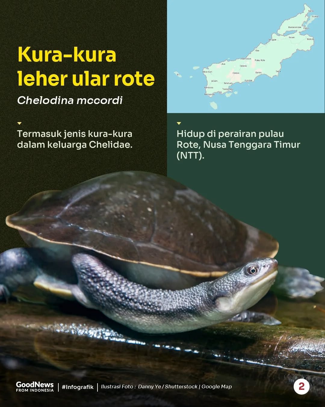 Kura-kura Leher Ular Rote, Hewan Endemik Indonesia yang Berwujud Unik