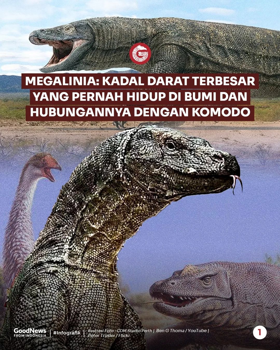Megalinia, Kerabat Komodo yang Pernah Jadi Kadal Terbesar di Bumi