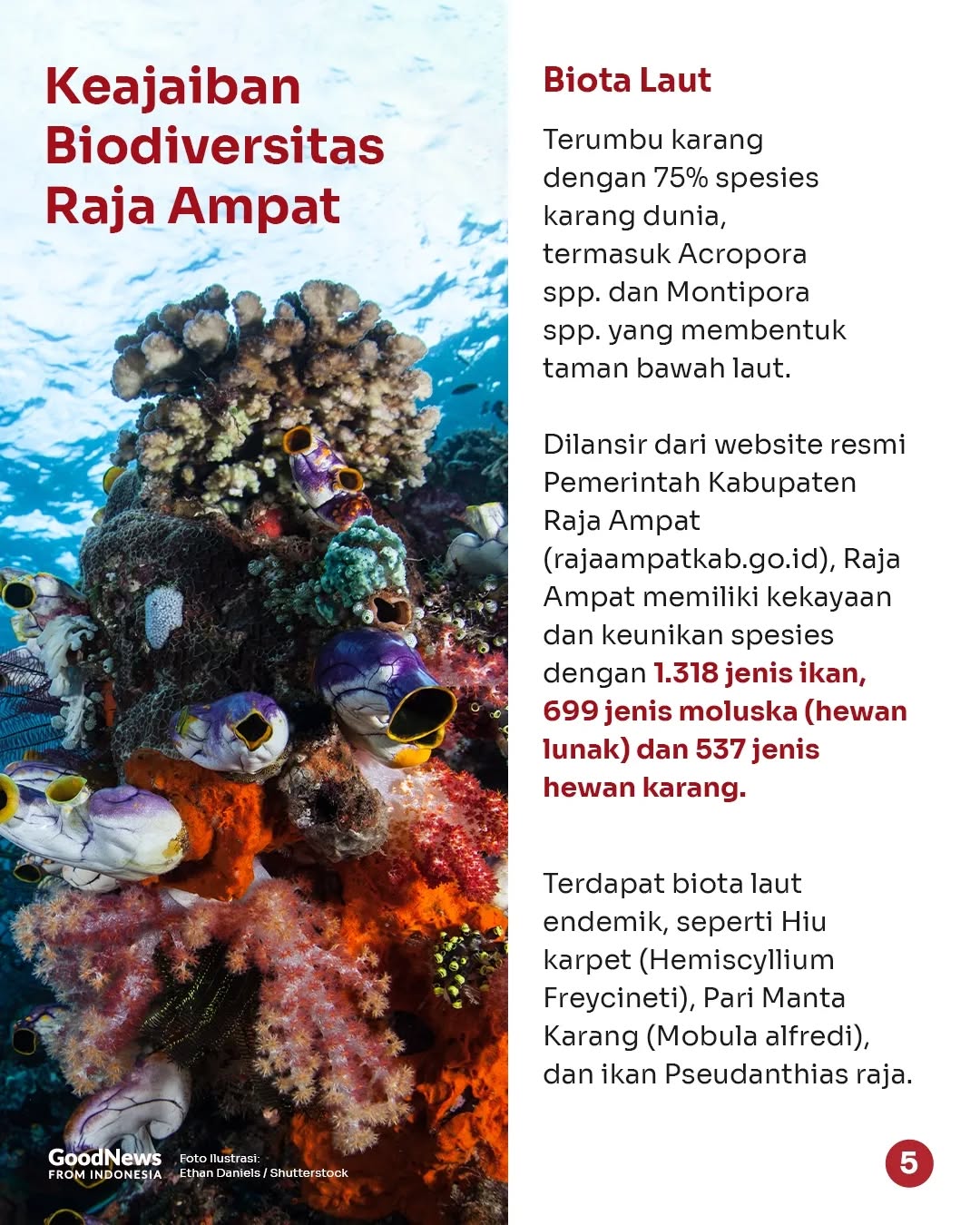 Mengapa Ekosistem Raja Ampat Perlu Dilindungi?