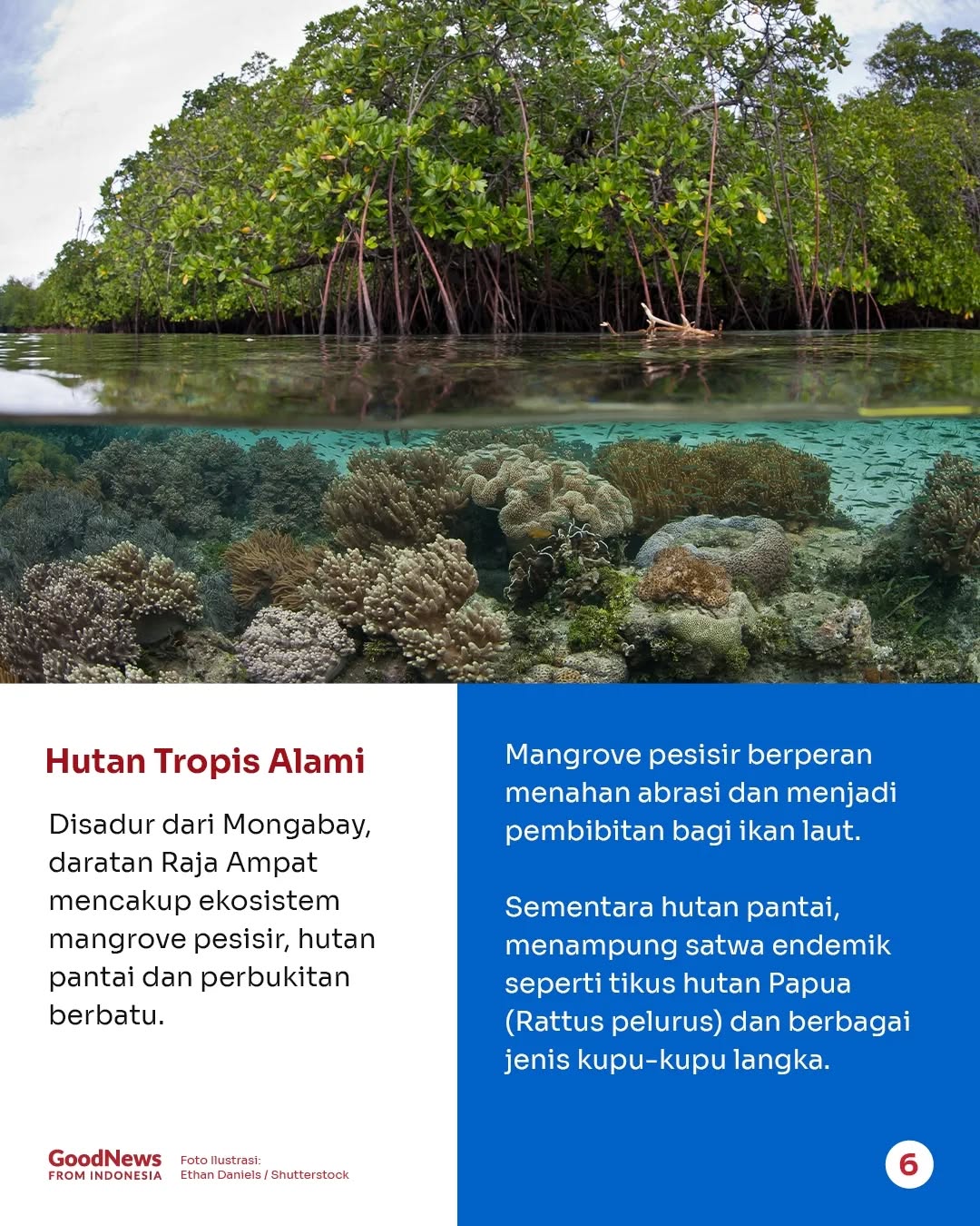 Mengapa Ekosistem Raja Ampat Perlu Dilindungi?