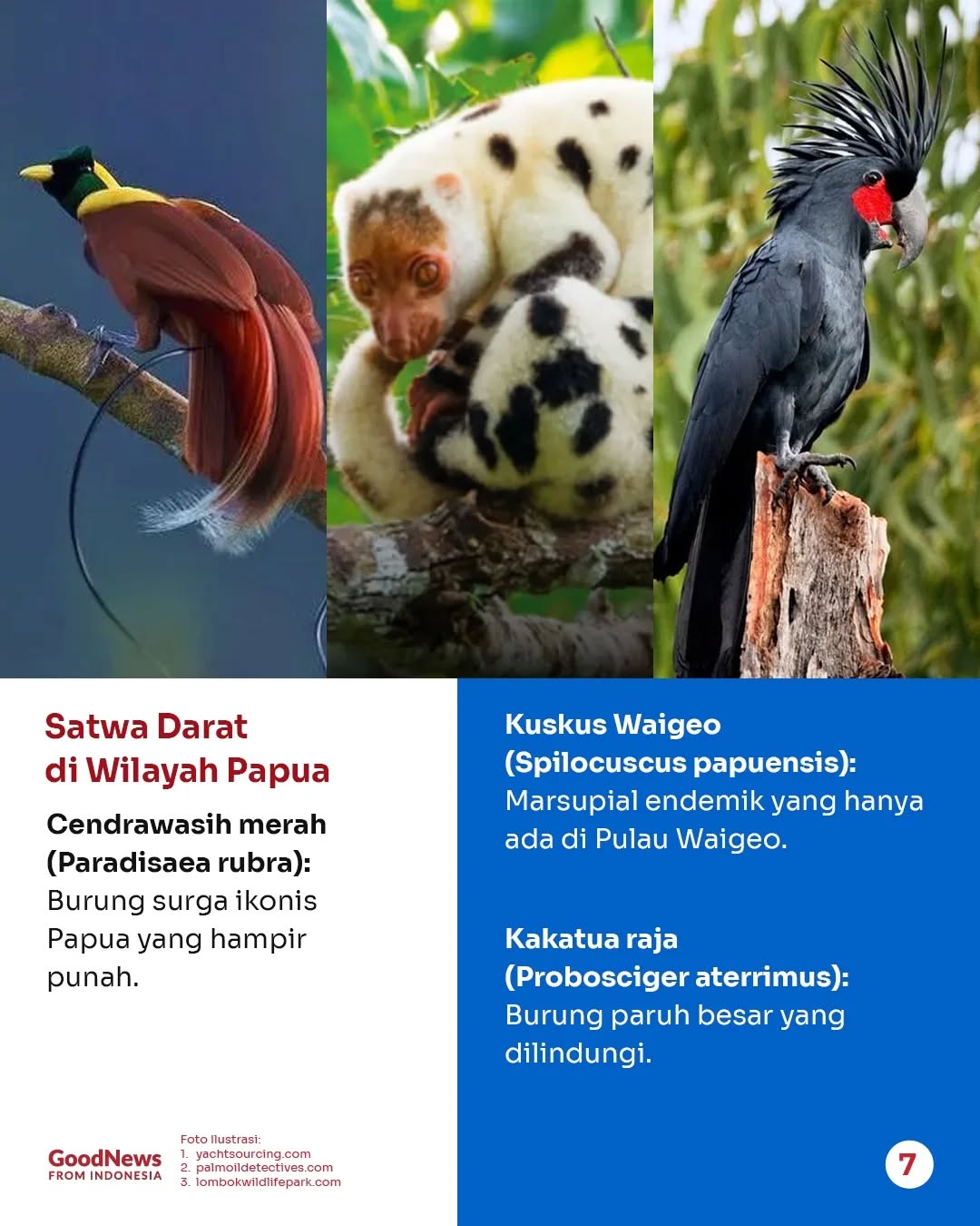 Mengapa Ekosistem Raja Ampat Perlu Dilindungi?