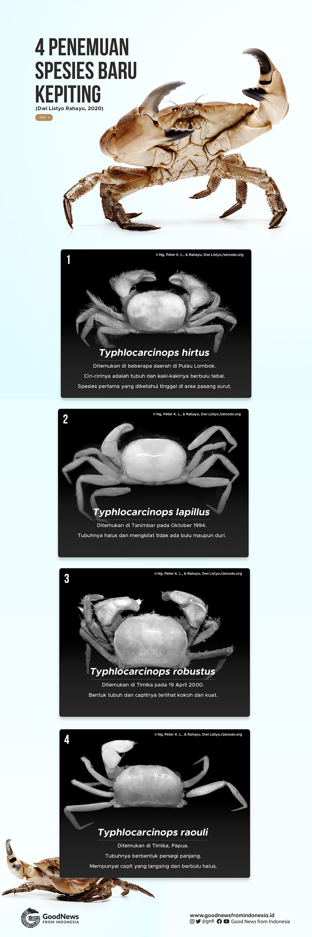 Mengenal 4 Spesies Baru Kepiting yang Ditemukan di Indonesia