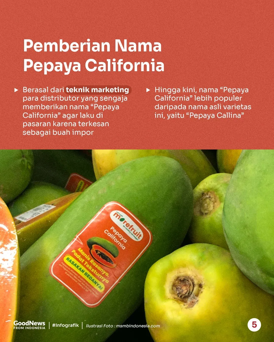 Pepaya California, Buah Asli Indonesia yang Sering Dikira Impor