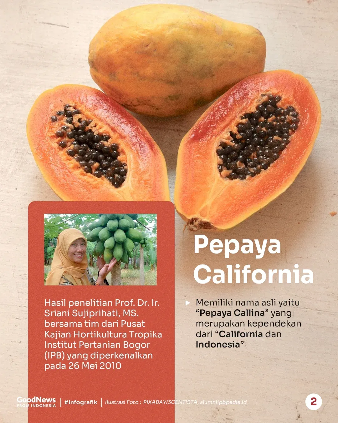 Pepaya California, Buah Asli Indonesia yang Sering Dikira Impor