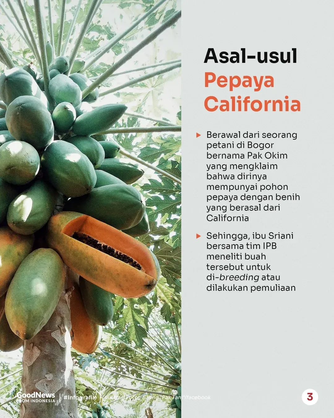 Pepaya California, Buah Asli Indonesia yang Sering Dikira Impor
