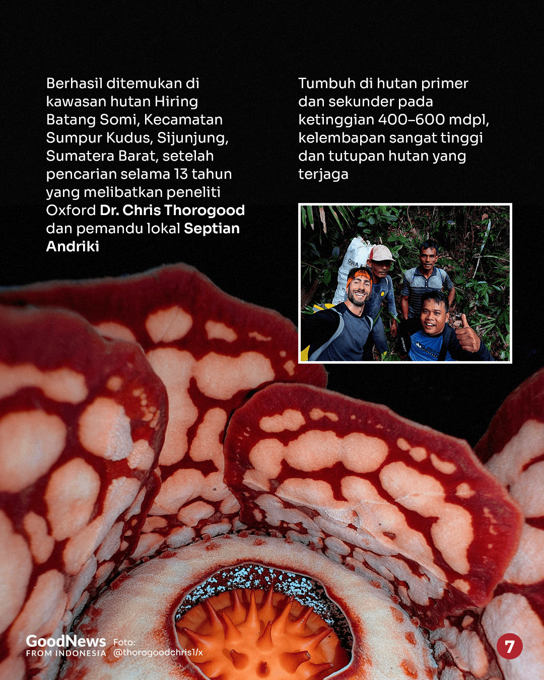 Perbedaan Rafflesia hasseltii dan Rafflesia arnoldii: Spesies Bunga Raksasa di Indonesia