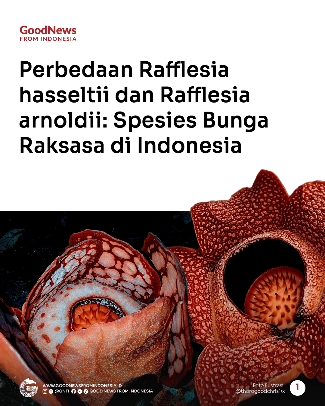 Perbedaan Rafflesia hasseltii dan Rafflesia arnoldii: Spesies Bunga Raksasa di Indonesia
