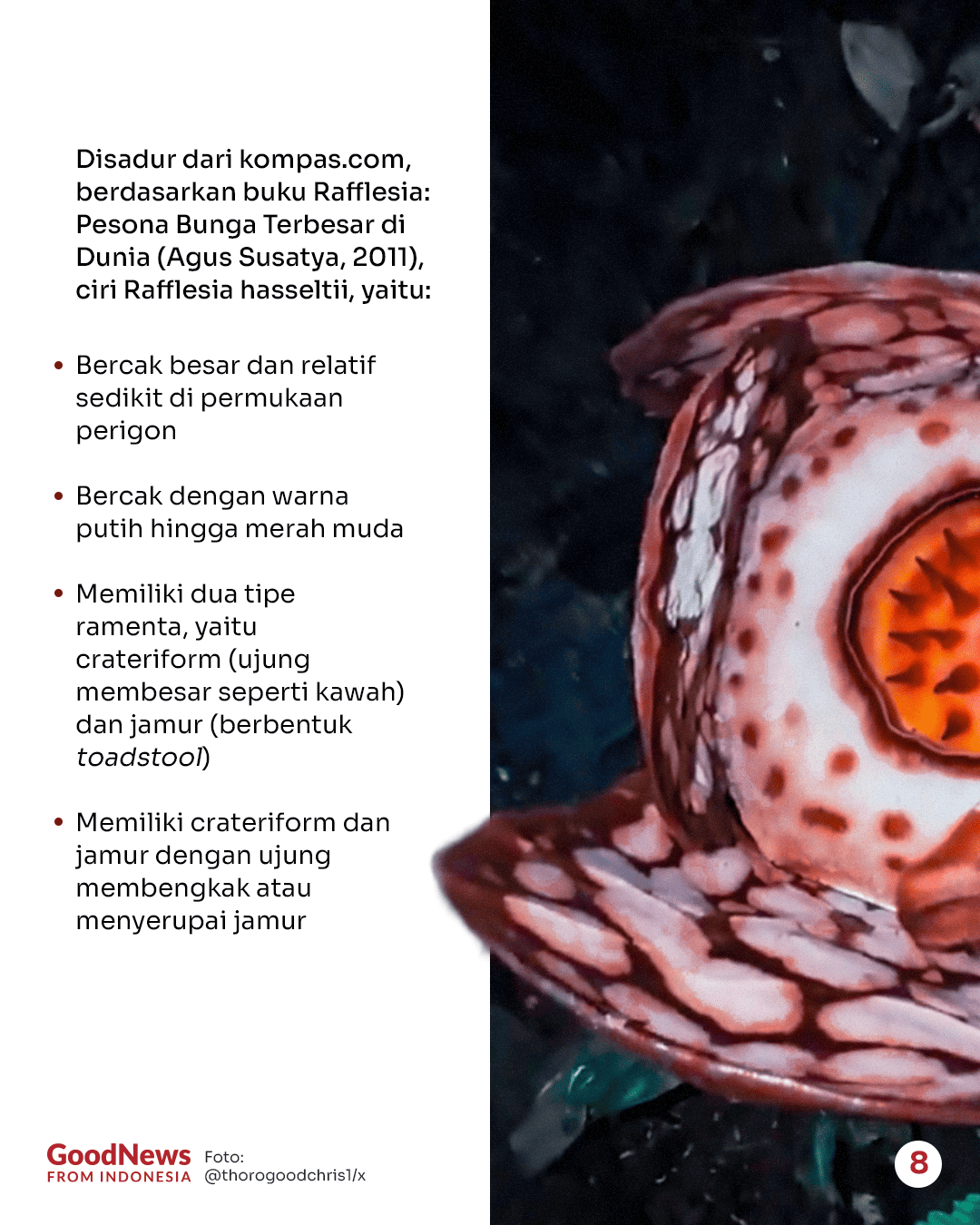 Perbedaan Rafflesia hasseltii dan Rafflesia arnoldii: Spesies Bunga Raksasa di Indonesia