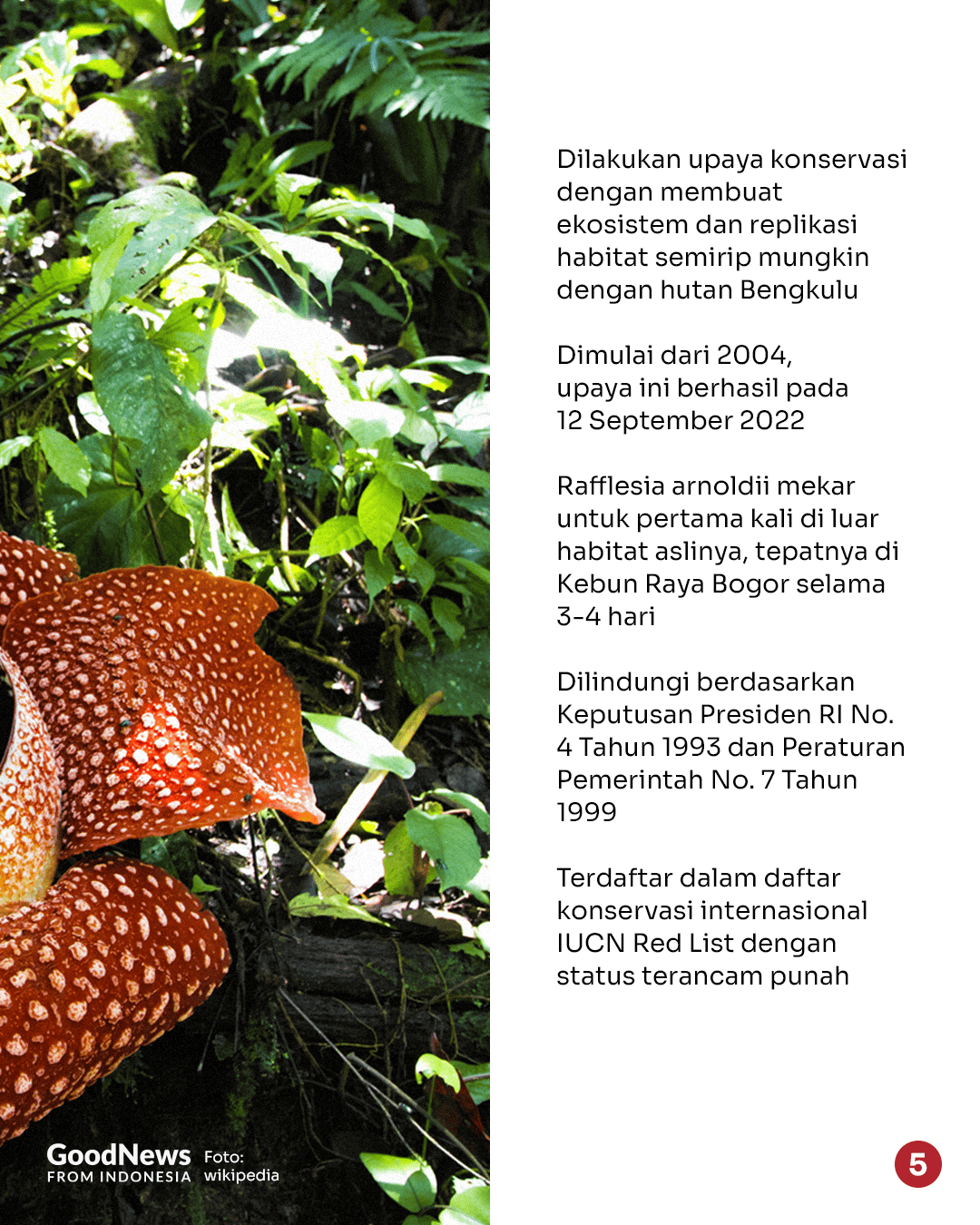 Perbedaan Rafflesia hasseltii dan Rafflesia arnoldii: Spesies Bunga Raksasa di Indonesia