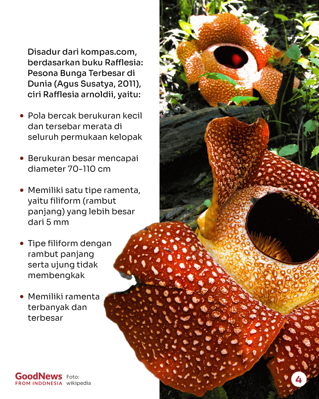 Perbedaan Rafflesia hasseltii dan Rafflesia arnoldii: Spesies Bunga Raksasa di Indonesia