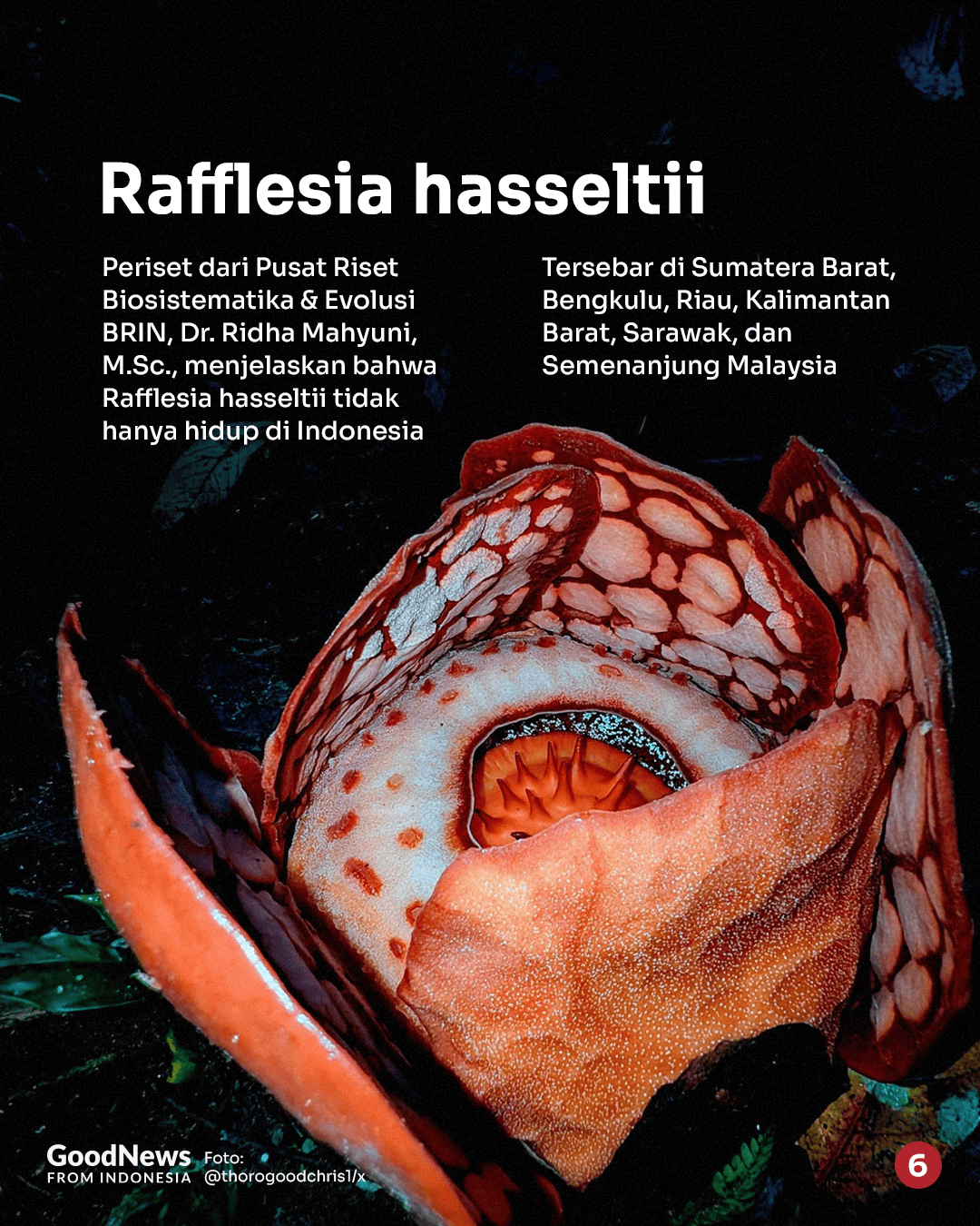 Perbedaan Rafflesia hasseltii dan Rafflesia arnoldii: Spesies Bunga Raksasa di Indonesia
