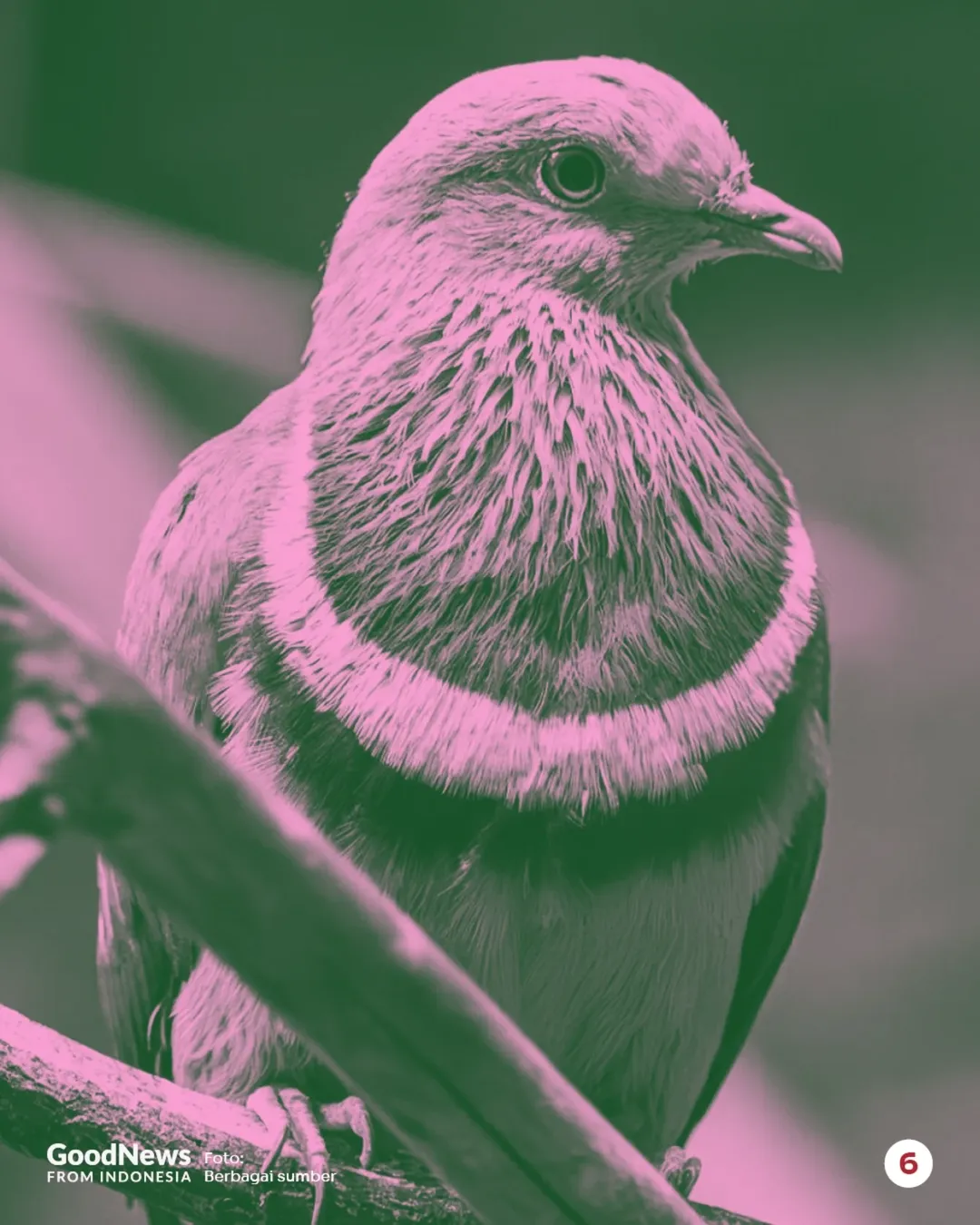 Ptinilopus porphyreus, Burung Merpati Hijau-Pink Endemik Indonesia