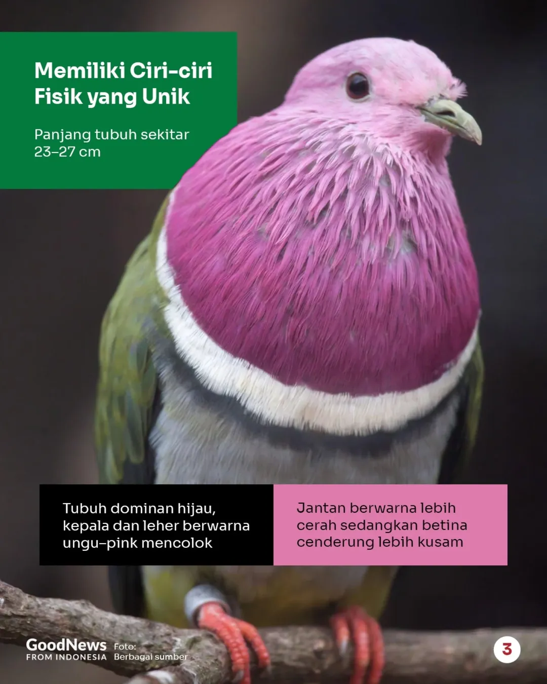 Ptinilopus porphyreus, Burung Merpati Hijau-Pink Endemik Indonesia