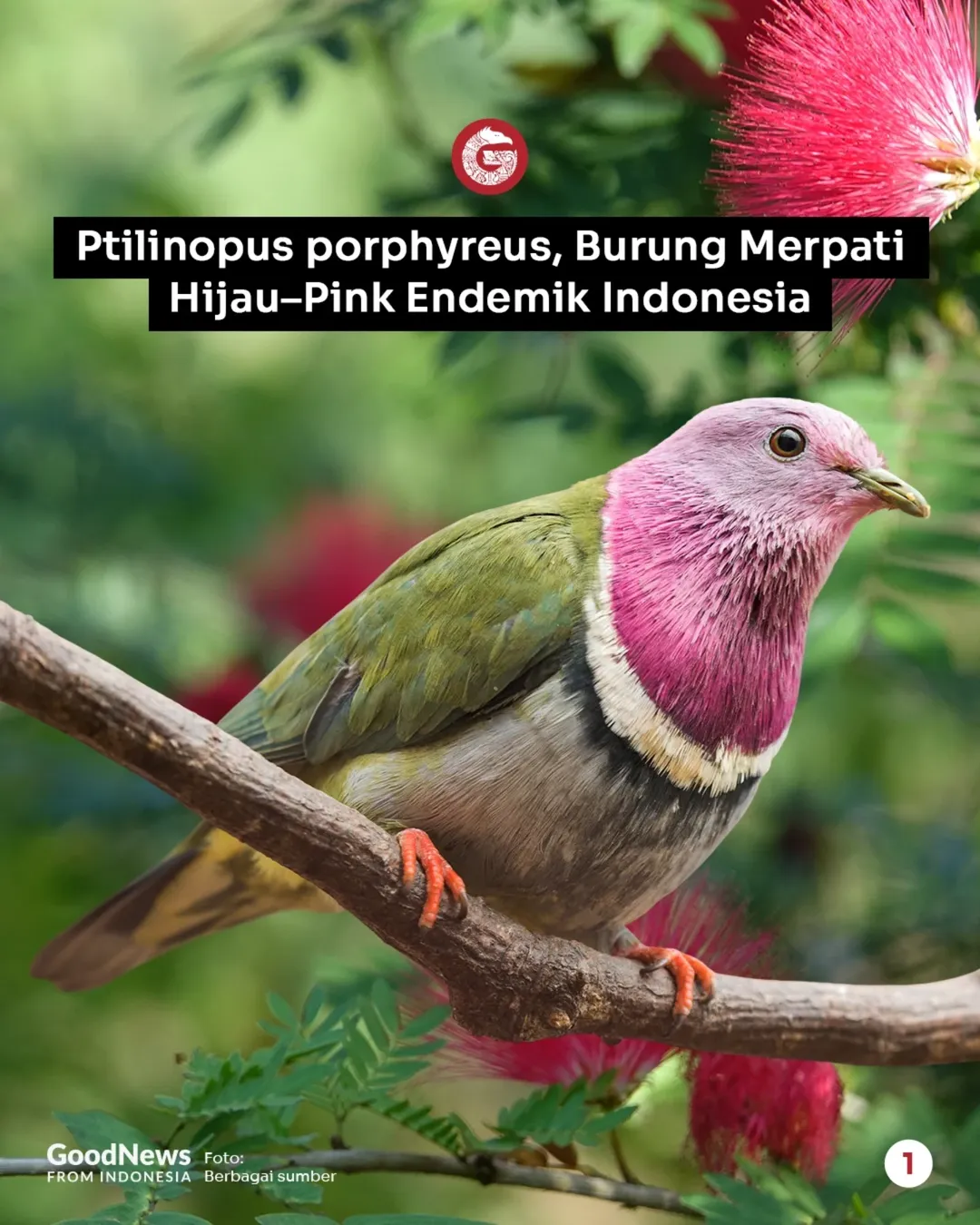 Ptinilopus porphyreus, Burung Merpati Hijau-Pink Endemik Indonesia