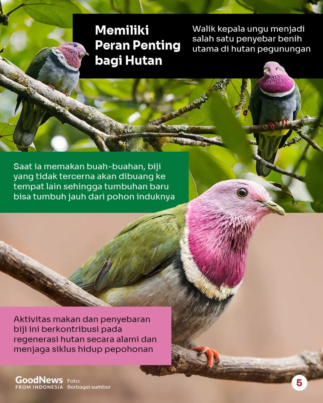 Ptinilopus porphyreus, Burung Merpati Hijau-Pink Endemik Indonesia