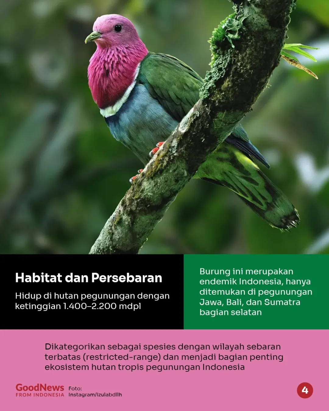 Ptinilopus porphyreus, Burung Merpati Hijau-Pink Endemik Indonesia